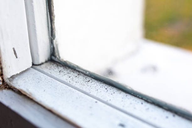 Best Basement Mold Removal  in Clayco, MO