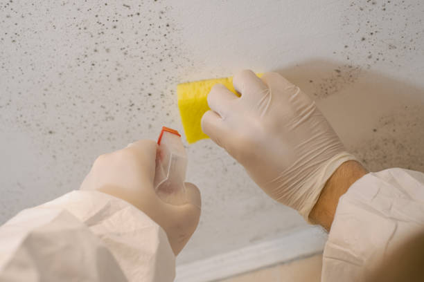 Best Industrial Mold Remediation  in Clayco, MO