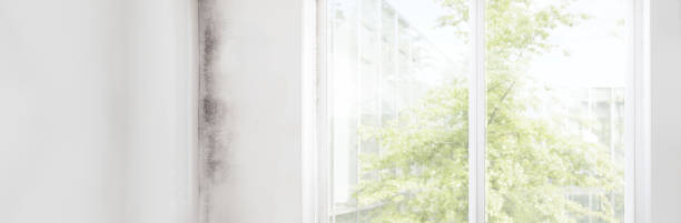Best Air Quality Testing for Mold Spores  in Clayco, MO