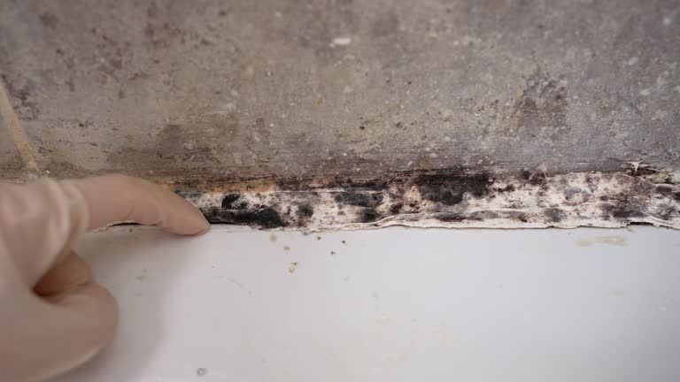 Mold Documentation for Insurance Claims in Claycomo, MO