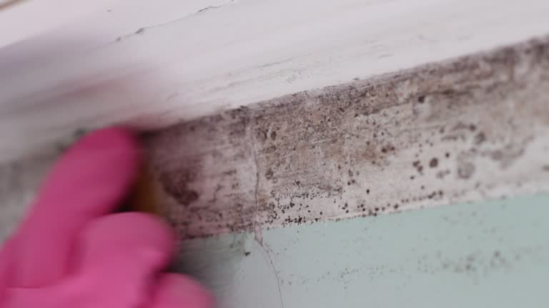 Best Attic Mold Removal  in Clayco, MO